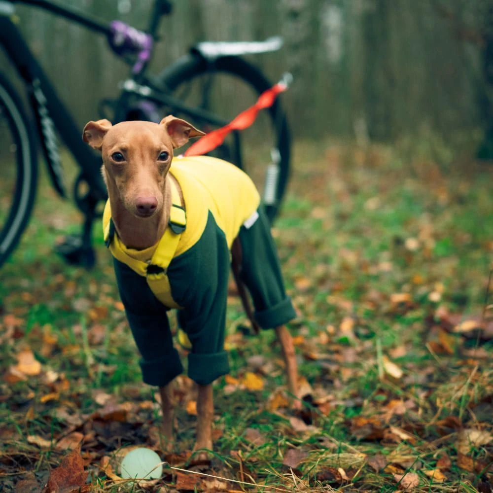 Велосипедный спрингер - держатель собаки, крепление поводка к велосипеду - фото 5