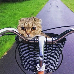 Корзина светоотражающая